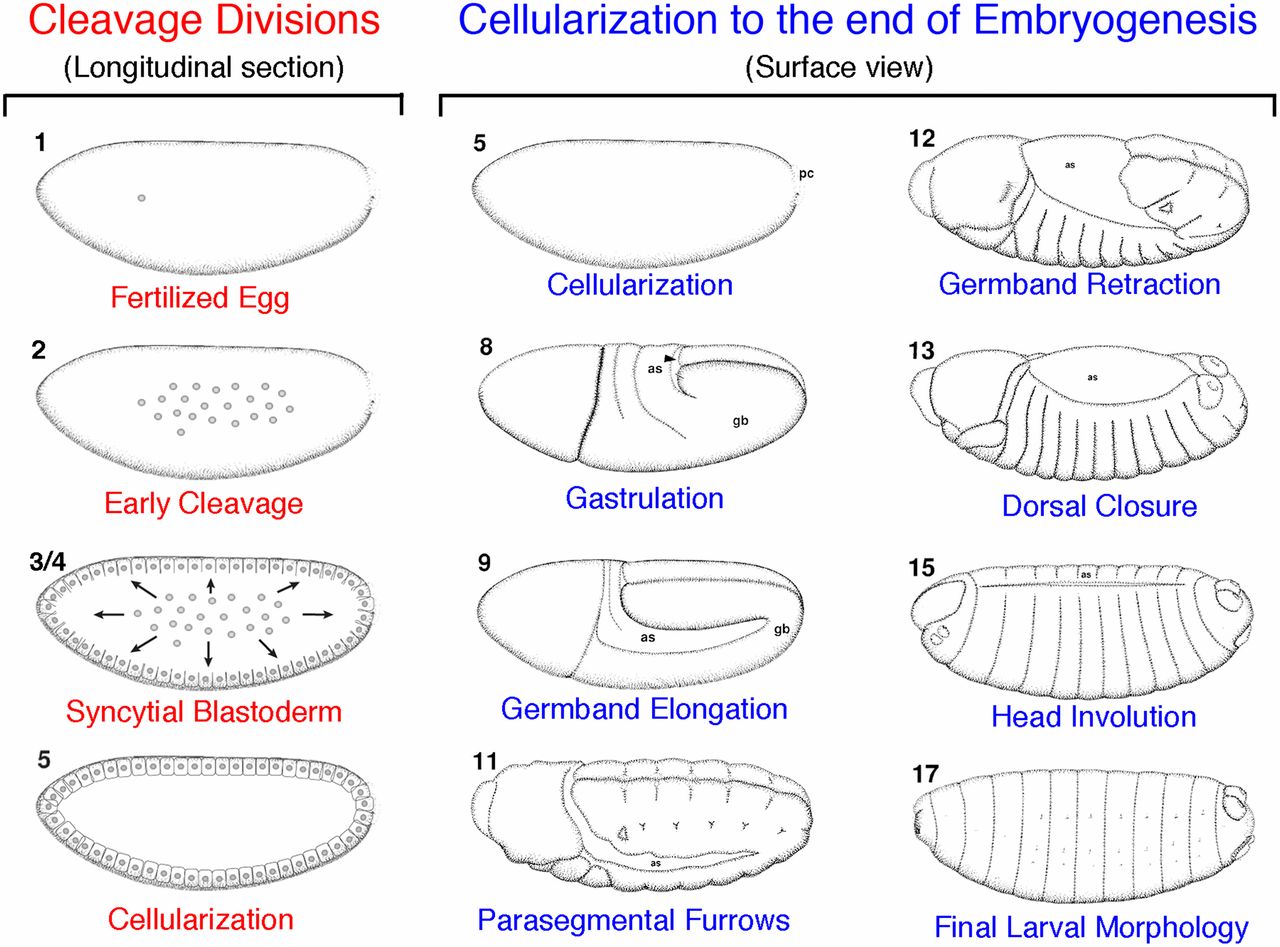 fly embryo stages